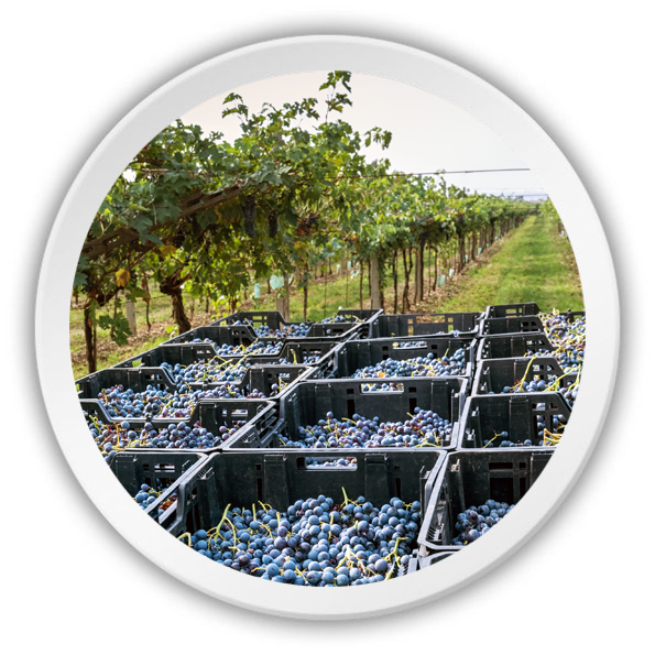 4250 - Pala de colado de fluidos - Imagen 2